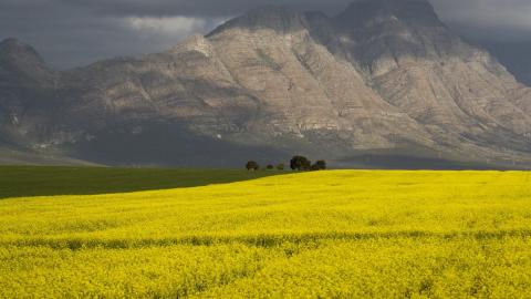 canola fields