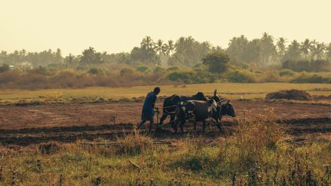 man_ploughing_with_oxen_pexels-keith-lobo