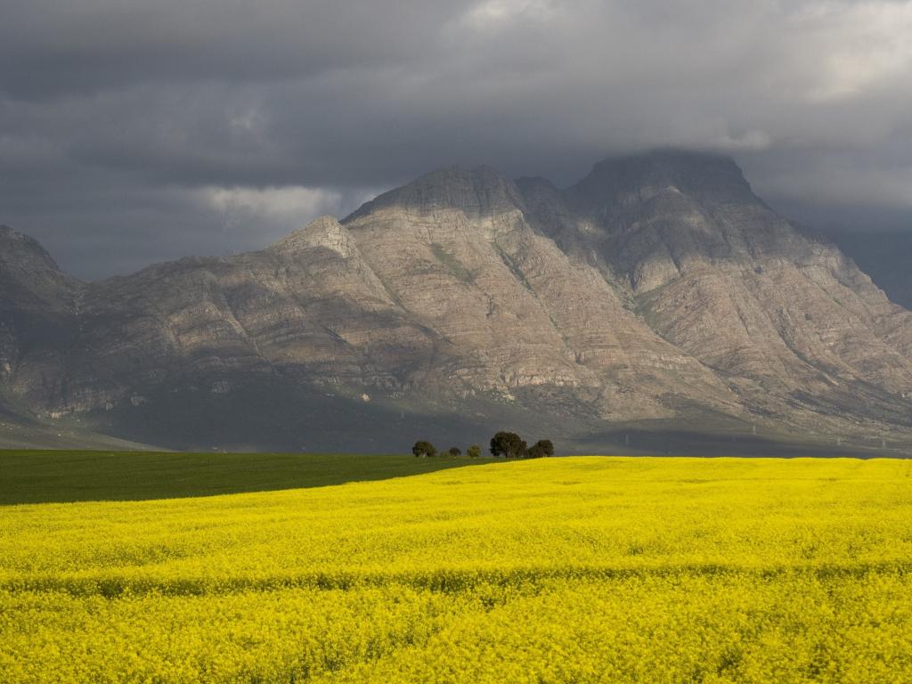 canola fields