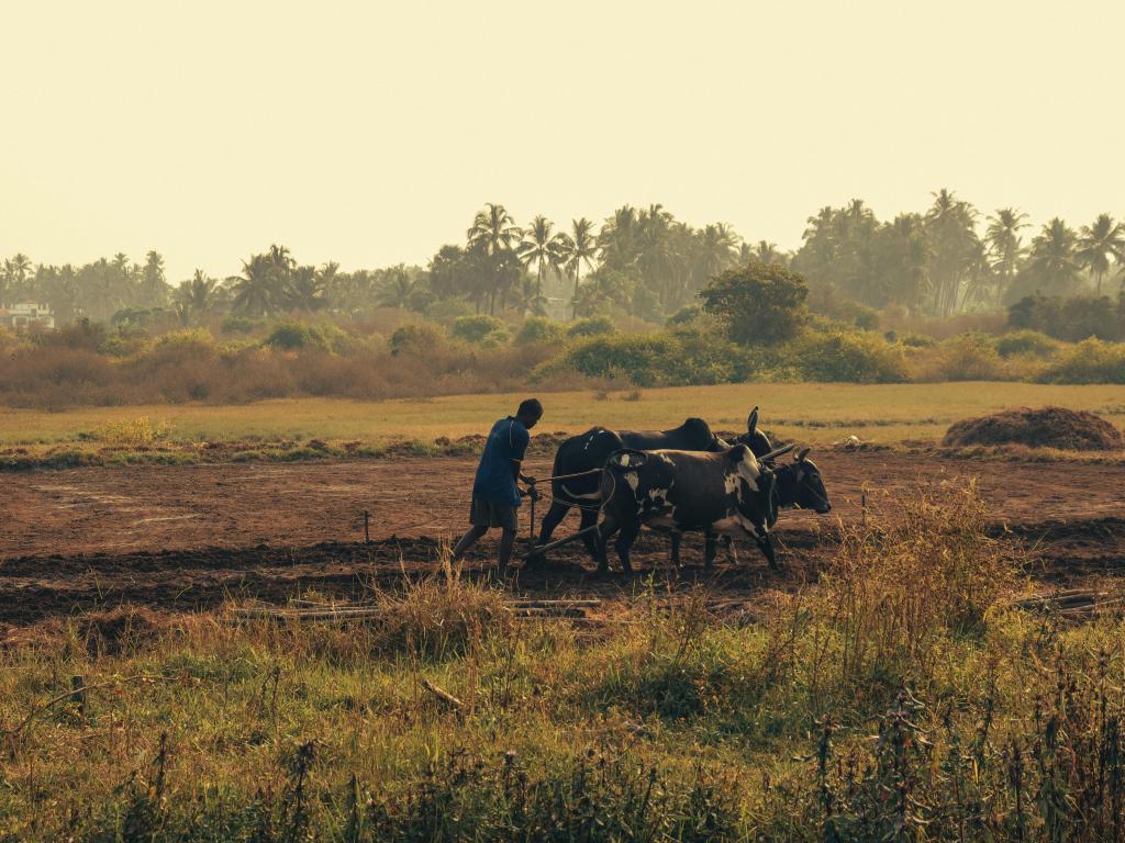 man_ploughing_with_oxen_pexels-keith-lobo