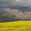 canola fields