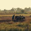 man_ploughing_with_oxen_pexels-keith-lobo